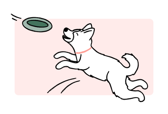Dog Frisbee