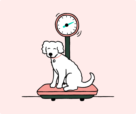 dog, weigh-in happy